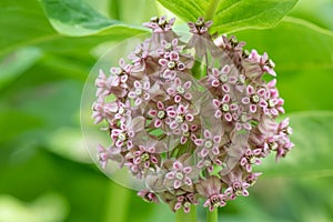 Common milkweed Asclepias syriaca, an umbellate cyme of pink flowers photo